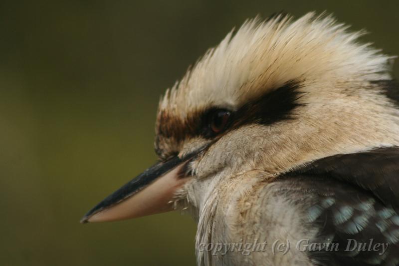 Kookaburra, Tindale Gardens IMG_6938.JPG